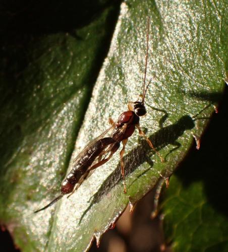 Clistopyga incitator